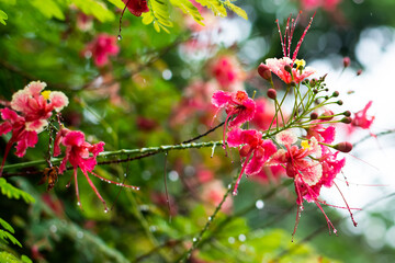 pink cherry blossom in spring