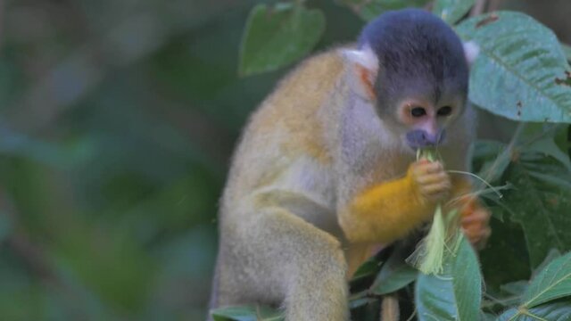 Wild Common Squirrel Monkey, yellow monkey eating in the rainforest jungle of Bolivia