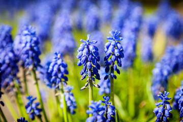 Bright blue grape-hyacinth flowers, in a green field on a sunny day, landscape