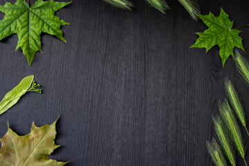 Green leaves on the dark wood background. Green leaf on wood table background. Top view with copy space for the design or text