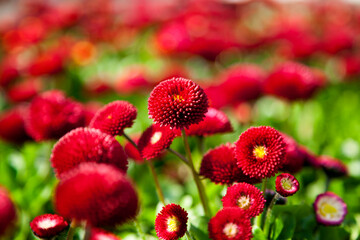 Landscape image of Bellis perennis, the beautiful bright red meadow daisy, with green floiage and with a shallow depth of field number 2 © PHILL THORNTON PHOTO