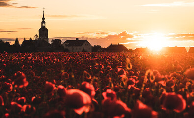 poppy field at sunset in saxon switzerland, dresden, saxony, germany