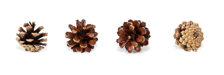 Pine cone set on white background. Macro shot of pinecone in high resolution isolated.