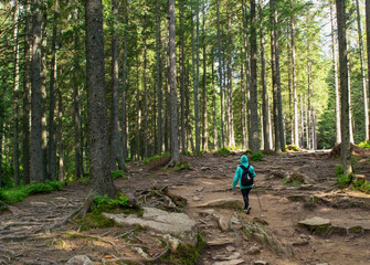 Obraz premium hiking in the forest