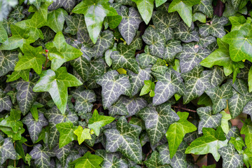 Green leaves of common ivy in the gardern