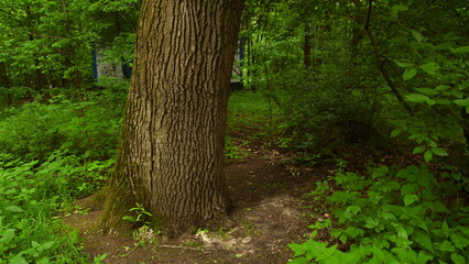 tree in the forest