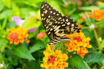 Fototapeta na wymiar Lime butterfly (Papilio Demoleus Malayanus) on flower in Chiang Mai, Thailand