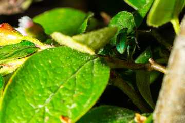 Phyllobius beattle walking on the leaf