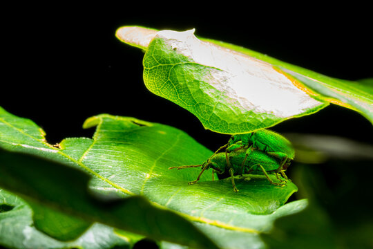 Mating couple of Phyllobius beattle walking on the leaf