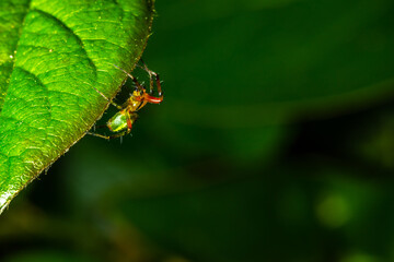 Small green spider on the leaf
