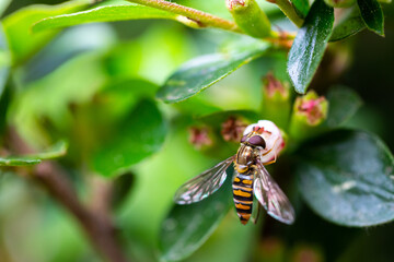 Hoverfly sitting on the small Cotoneaster flower