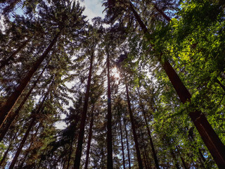Looking up to tree canopy in the forest against sky in Spessart, Germany.  View directly below tall trees.