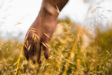 A man's hand grazing the wheat on a field