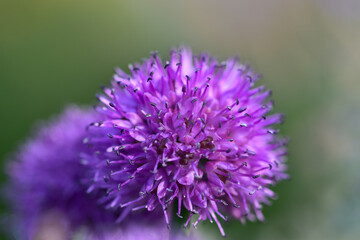 Gentle serenity ball of wild flower in a natural habitat
