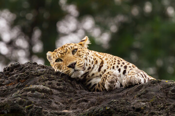 portrait of a leopard