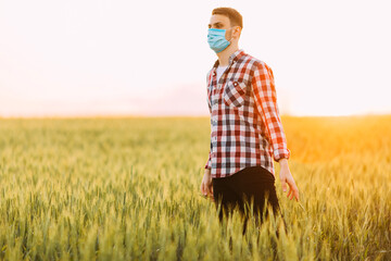 Naklejka na ściany i meble A man in a checked shirt, with a medical protective mask on his face, walks through a wheat field against the background of the setting sun