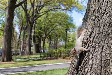 Squirrel on a Tree at Astoria Park in Astoria Queens New York during Spring