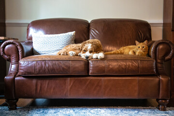 Cats and Dogs Living Together