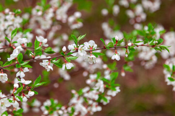 Beautiful spring flowers on the branches