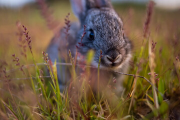 Little gray rabbit with grass on the sunset picture, big ears, pet, hare