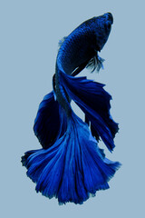 Close up art movement of Blue colour betta fish, Siamese fighting fish isolated on blue background.