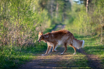 Red puppy of borzoi walks outdoor at summer