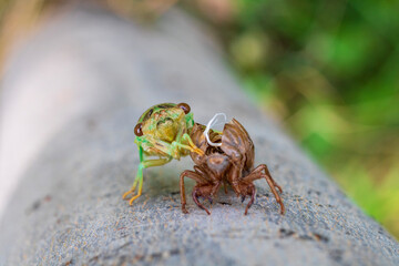 Moulting Cicada on Tree