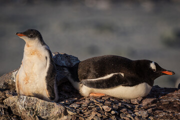 Gentoo penguins in Antarctica (Pygoscelis papua)