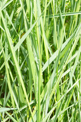 Fresh green grass with water drops on it