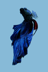 Close up art movement of Blue colour betta fish, Siamese fighting fish isolated on blue background.