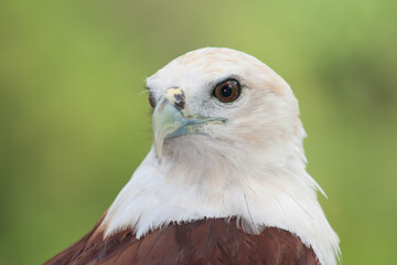 Close up of a eagle