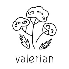 Valerian. Outline icon vector illustration on white background.
