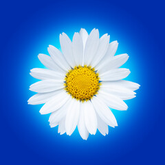 Isolated white daisy flower on a blue packground.