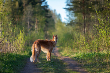 Obraz na płótnie Canvas Red puppy of borzoi walks outdoor at summer