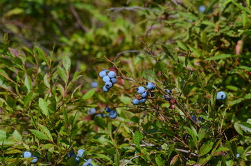 Wild blueberries growing in Ontario, Canada.