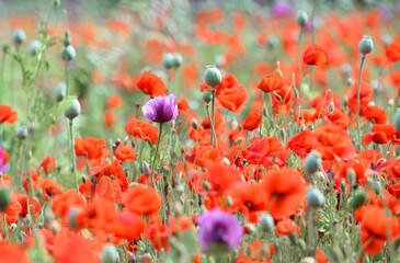 Amazing red or purple flowers of poppy in the field. Czech republic, Europe.