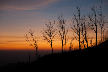 Silhouette Of Trees Against Sunset