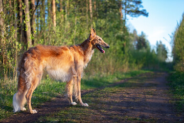 Red puppy of borzoi walks outdoor at summer