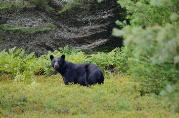 Black bear hunting for berries in Algonquin Park