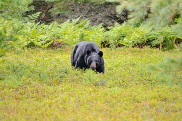 Black bear hunting for berries in Algonquin Park