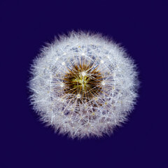 Isolated Dandelion sead head with dew drops