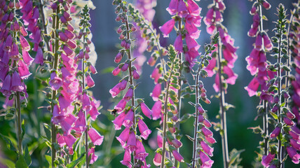 Pink Foxgloves growing in a cottage garden © Matthew J. Thomas