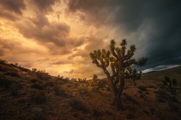 Joshua tree in the desert of Death Valley National Park as a dark and gloomy stormy sky at sunset beckons the colorful storm.   