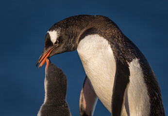 Gentoo penguins in Antarctica (Pygoscelis papua)