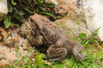 Rospo comune (Bufo bufo),primo piano 