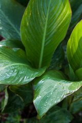 Leaves in drops of rain. Closeup for wallpaper design. Ecology concept. Green leaves. Summer tropical leaf