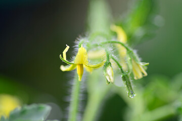 macro of a flower