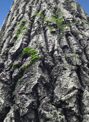 tree bark texture