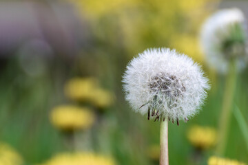 Ripe dandelion on a blurred background. Spring meadow on the background.