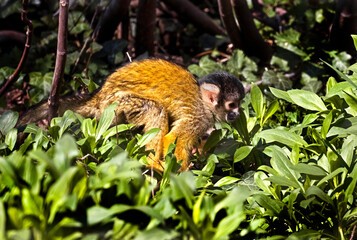 Common squirrel monkey on the branch. Latin Name - Saimiri sciureus	